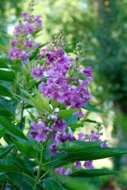 El Nino Desert Orchid (Chitalpa) - 3 Gallon Pot -Azaleas Store chitalpa el nino desert orchid 6