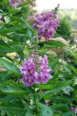 El Nino Desert Orchid (Chitalpa) - 3 Gallon Pot -Azaleas Store chitalpa el nino desert orchid 8