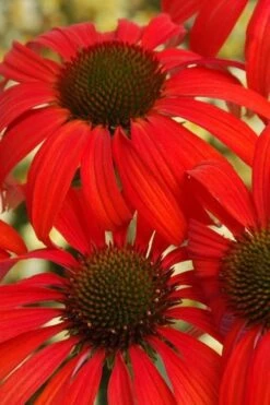 Tomato Soup Coneflower (Echinacea) - 1 Gallon Pot -Azaleas Store coneflower tomato soup 500x750 1