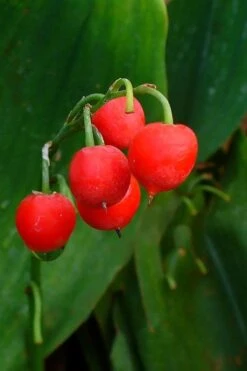 Lily Of The Valley (Convallaria Majalis) - 5 Pack Quart Pots 21 Lily Of The Valley (Convallaria Majalis) - 5 Pack Quart Pots -Azaleas Store convallaria majalis bordeaux lily of the valley 2 1