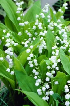 Bordeaux Lily Of The Valley (Convallaria) - 1 Gallon Pot -Azaleas Store convallaria majalis bordeaux lily of the valley 3