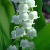 Bordeaux Lily Of The Valley (Convallaria) - 1 Gallon Pot -Azaleas Store convallaria majalis bordeaux lily of the valley 4