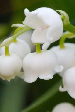 Lily Of The Valley (Convallaria Majalis) - 5 Pack Quart Pots 20 Lily Of The Valley (Convallaria Majalis) - 5 Pack Quart Pots -Azaleas Store convallaria majalis lily of the valley 12