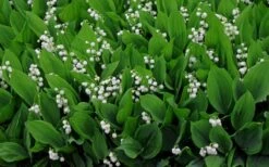 Lily Of The Valley (Convallaria Majalis) - 5 Pack Quart Pots 19 Lily Of The Valley (Convallaria Majalis) - 5 Pack Quart Pots -Azaleas Store convallaria majalis lily of the valley 14
