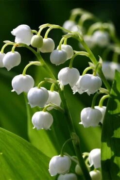 Lily Of The Valley (Convallaria Majalis) - 5 Pack Quart Pots 15 Lily Of The Valley (Convallaria Majalis) - 5 Pack Quart Pots -Azaleas Store convallaria majalis lily of the valley 15