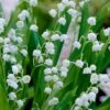 Lily Of The Valley (Convallaria Majalis) - 5 Pack Quart Pots -Azaleas Store convallaria majalis lily of the valley 20