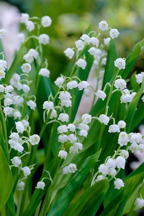 Lily Of The Valley (Convallaria Majalis) - 5 Pack Quart Pots 3 Lily Of The Valley (Convallaria Majalis) - 5 Pack Quart Pots