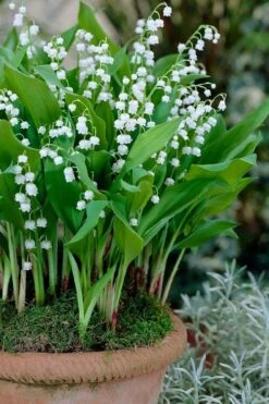 Lily Of The Valley (Convallaria Majalis) - 5 Pack Quart Pots 16 Lily Of The Valley (Convallaria Majalis) - 5 Pack Quart Pots -Azaleas Store convallaria majalis lily of the valley 23