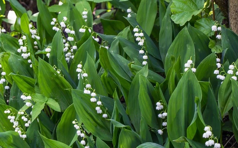 Lily Of The Valley (Convallaria Majalis) - 5 Pack Quart Pots 9 Lily Of The Valley (Convallaria Majalis) - 5 Pack Quart Pots - Image 7