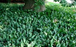 Lily Of The Valley (Convallaria Majalis) - 5 Pack Quart Pots 17 Lily Of The Valley (Convallaria Majalis) - 5 Pack Quart Pots -Azaleas Store convallaria majalis lily of the valley 25