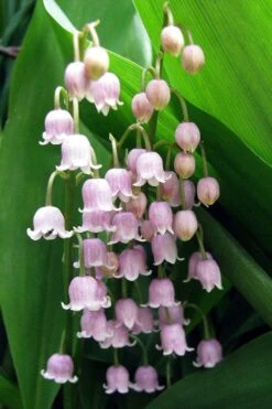 Pink Lily Of The Valley (Convallaria Majalis 'Rosea') - 1 Gallon Pot -Azaleas Store convallaria majalis rosea pink lily of the valley 1