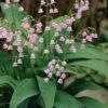 Pink Lily Of The Valley (Convallaria Majalis 'Rosea') - 1 Gallon Pot -Azaleas Store convallaria majalis rosea pink lily of the valley 2