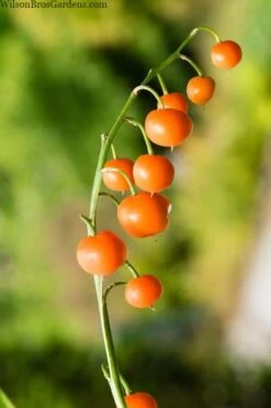 Pink Lily Of The Valley (Convallaria Majalis 'Rosea') - 1 Gallon Pot -Azaleas Store convallaria majalis rosea pink lily of the valley 5