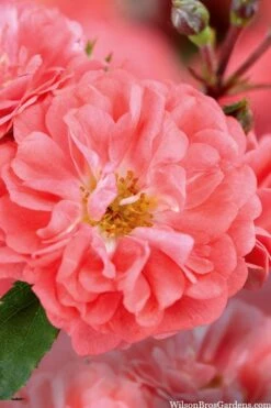 Coral Drift Groundcover Rose - 2 Gallon Pot -Azaleas Store coral drift rose 101