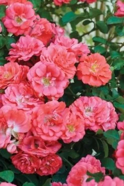 Coral Drift Groundcover Rose - 2 Gallon Pot -Azaleas Store coral drift rose 102