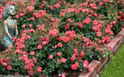 Coral Drift Groundcover Rose - 2 Gallon Pot -Azaleas Store coral drift rose 104