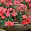 Coral Drift Groundcover Rose - 2 Gallon Pot -Azaleas Store coral drift rose 105
