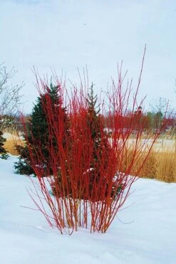 Red Osier Red Twig Dogwood (Cornus Sericea) - 2 Gallon Pot 12 Red Osier Red Twig Dogwood (Cornus Sericea) - 2 Gallon Pot -Azaleas Store cornus sericera red osier dogwood 4