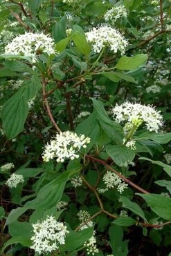 Red Osier Red Twig Dogwood (Cornus Sericea) - 2 Gallon Pot 14 Red Osier Red Twig Dogwood (Cornus Sericea) - 2 Gallon Pot -Azaleas Store cornus sericera red osier dogwood 5