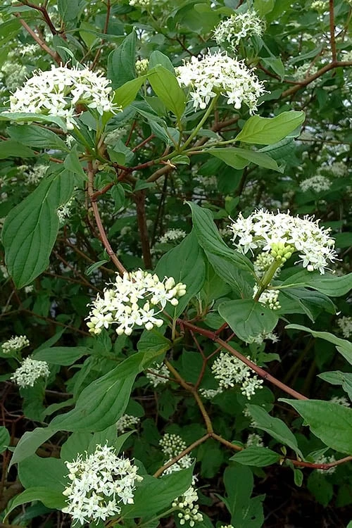 Red Osier Red Twig Dogwood (Cornus Sericea) - 2 Gallon Pot 8 Red Osier Red Twig Dogwood (Cornus Sericea) - 2 Gallon Pot - Image 6