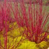 Red Osier Red Twig Dogwood (Cornus Sericea) - 2 Gallon Pot -Azaleas Store cornus sericera red osier dogwood 6