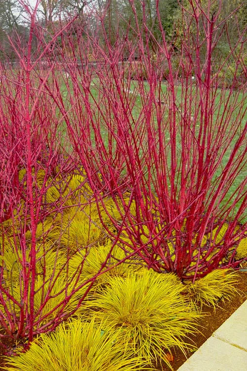 Red Osier Red Twig Dogwood (Cornus Sericea) - 2 Gallon Pot 3 Red Osier Red Twig Dogwood (Cornus Sericea) - 2 Gallon Pot