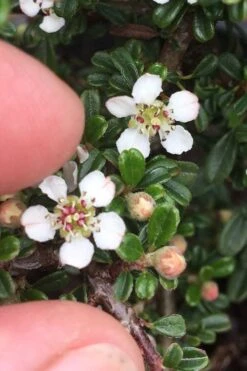 Streib's Findling Cotoneaster - 1 Gallon Pot -Azaleas Store cotoneaster dammeri streibs findling 3