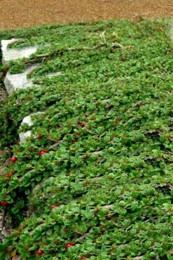 Streib's Findling Cotoneaster - 1 Gallon Pot -Azaleas Store cotoneaster dammeri streibs findling 5