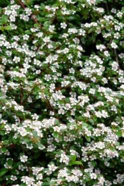 Streib's Findling Cotoneaster - 1 Gallon Pot -Azaleas Store cotoneaster dammeri streibs findling 9