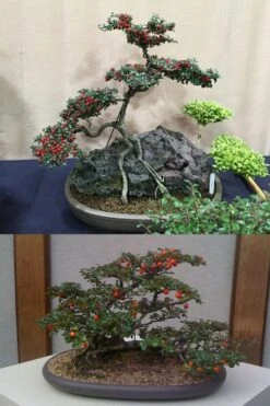 Streib's Findling Cotoneaster - 1 Gallon Pot -Azaleas Store cotoneaster dammeri streibs findling bonsai 13
