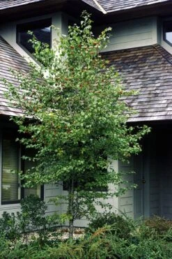 Washington Hawthorn (Crataegus Phaenopyrum) - 1 Gallon Pot -Azaleas Store crataegus phaenopyrum washington hawthorne 1