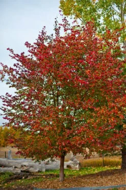Washington Hawthorn (Crataegus Phaenopyrum) - 1 Gallon Pot -Azaleas Store crataegus phaenopyrum washington hawthorne 3