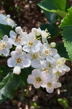 Washington Hawthorn (Crataegus Phaenopyrum) - 1 Gallon Pot -Azaleas Store crataegus phaenopyrum washington hawthorne 6