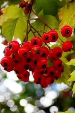 Washington Hawthorn (Crataegus Phaenopyrum) - 1 Gallon Pot -Azaleas Store crataegus phaenopyrum washington hawthorne 8