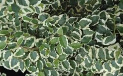 Variegated Creeping Fig - Ficus Pumila 'Variegata' - 5 Pack Of Pint Pots 15 Variegated Creeping Fig - Ficus Pumila 'Variegata' - 5 Pack Of Pint Pots -Azaleas Store creeping fig ficus pumila variegata 50 1