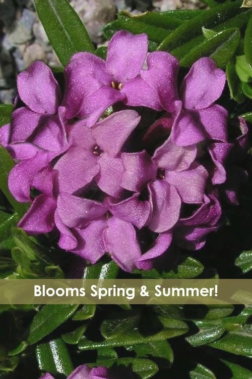 Lawrence Crocker Dwarf Daphne - 1 Gallon Pot 3 Lawrence Crocker Dwarf Daphne - 1 Gallon Pot