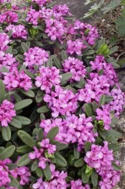 Lawrence Crocker Dwarf Daphne - 1 Gallon Pot 10 Lawrence Crocker Dwarf Daphne - 1 Gallon Pot -Azaleas Store daphne lawrence crocker 3