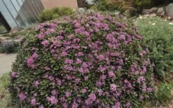 Lawrence Crocker Dwarf Daphne - 1 Gallon Pot 11 Lawrence Crocker Dwarf Daphne - 1 Gallon Pot -Azaleas Store daphne lawrence crocker 7