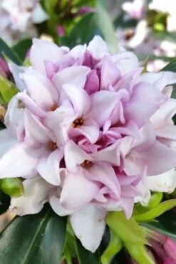 Pink Perfume Princess Winter Daphne - 2 Gallon Pot -Azaleas Store daphne perfume princess 12