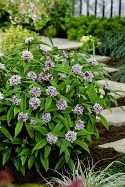 Pink Perfume Princess Winter Daphne - 2 Gallon Pot -Azaleas Store daphne perfume princess 7