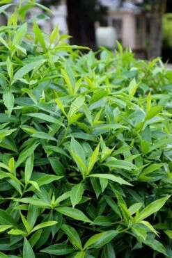 Pink Perfume Princess Winter Daphne - 2 Gallon Pot -Azaleas Store daphne perfume princess 8