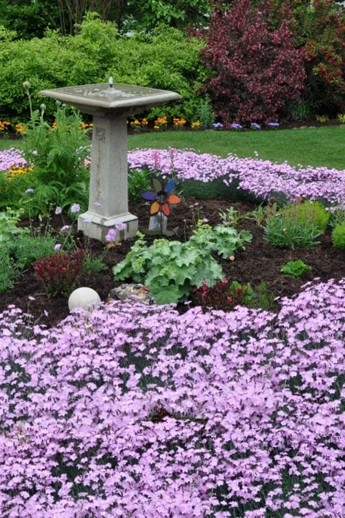 Bath's Pink Dianthus - 5 Pack Of Quart Pots 6 Bath's Pink Dianthus - 5 Pack Of Quart Pots - Image 4