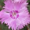Bath's Pink Dianthus - 5 Pack Of Quart Pots -Azaleas Store dianthus baths pink 103