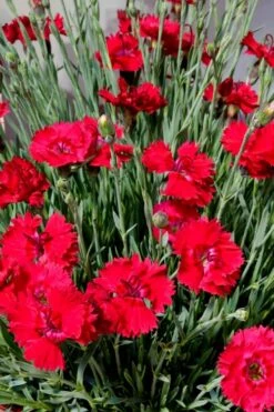Fire Star Dianthus (Carnation) - 1 Gallon Pot -Azaleas Store dianthus fire star 2