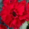 Fire Star Dianthus (Carnation) - 1 Gallon Pot 2 Fire Star Dianthus (Carnation) - 1 Gallon Pot -Azaleas Store dianthus fire star cottage pinks 100