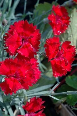 Fire Star Dianthus (Carnation) - 1 Gallon Pot -Azaleas Store dianthus fire star cottage pinks 101