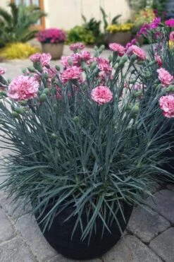 Pinball Wizard Dianthus - 1 Gallon Pot -Azaleas Store dianthus pinball wizard 10