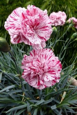 Pinball Wizard Dianthus - 1 Gallon Pot -Azaleas Store dianthus pinball wizard 4