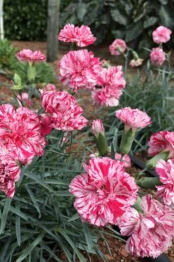 Pinball Wizard Dianthus - 1 Gallon Pot -Azaleas Store dianthus pinball wizard 5