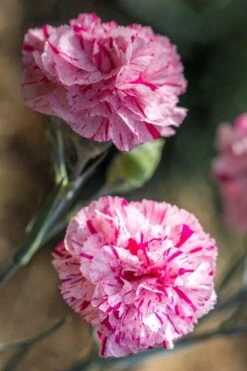 Pinball Wizard Dianthus - 1 Gallon Pot -Azaleas Store dianthus pinball wizard 7